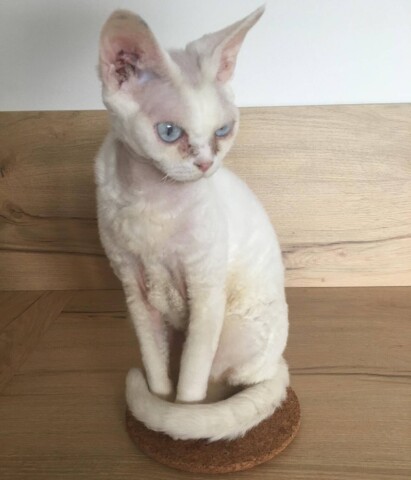 ANNUNCIO SMARRIMENTO GATTO BRESCIA: Naboo