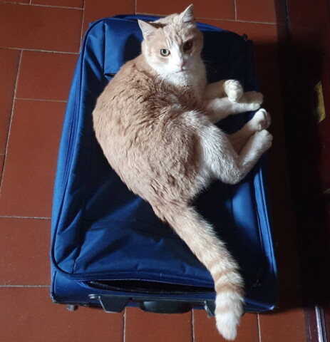 wulfi gatto smarrito