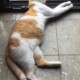 Chico