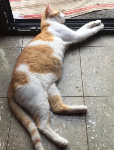 Chico