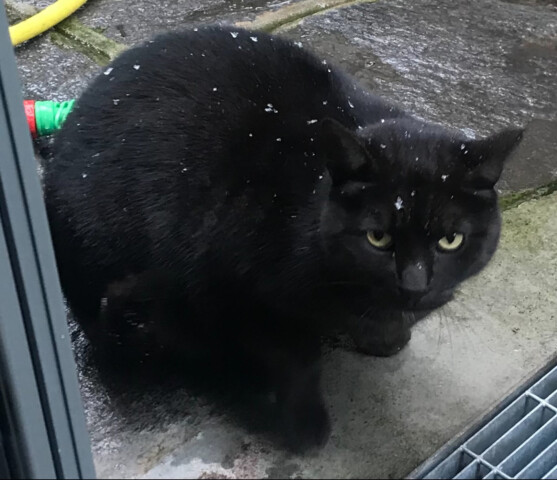 Gatto nero smarrito zona Cinque Giornate (nella colonia felina di Via Lincoln)!!!