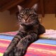 GATTO TIGRATO SMARRITO